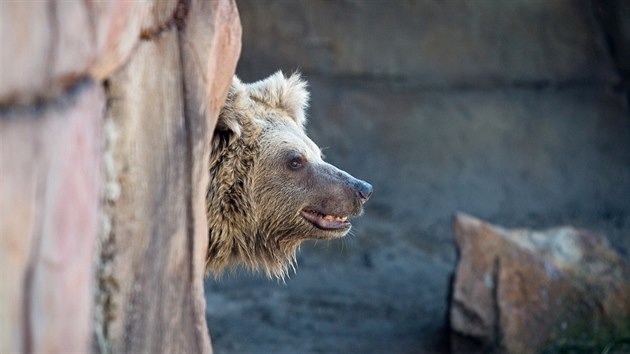 Dva medvdi plav si uvaj vbh v zoo Ohrada v Hlubok nad Vltavou.