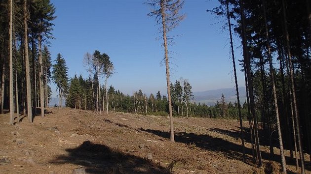 Fotografie pozen inspektory ivotnho prostedn 18 msc po nelegln tb deva pobl Nov Hraden. Msto zstalo holinou a bylo nutn pokcet dal ti hektary lesa.