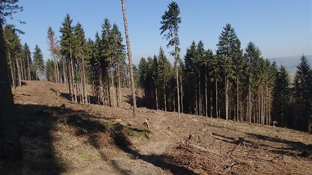 Fotografie pozen inspektory ivotnho prostedn 18 msc po nelegln tb deva pobl Nov Hraden. Msto zstalo holinou a bylo nutn pokcet dal ti hektary lesa.