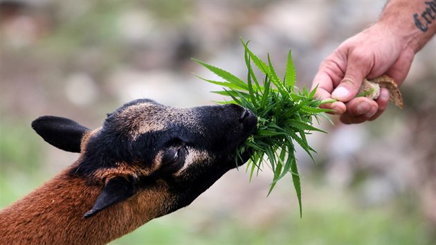 Piblin dv destky brigdnk zaaly sklzet rodu na konopn farm Vran Btov na Znojemsku. Sklize potrv a do konce z.