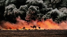 Velbloudi na ropných polích Al-Ahmadi, Kuvajt