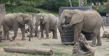 Ve zlínské zoologické zahrad v souasnosti ijí ti dosplé samice slona...