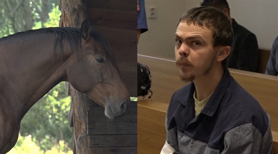Michal Medek stanul před soudem, protože utýral jezdeckého koně