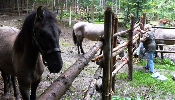 Koně se občas vydají z ohrady na procházku do okolí. Sousedy to nejdřív...