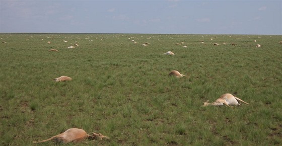 Kazaská step bhem letoního kvtna pokrytá tly uhynulých antilop