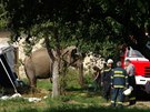 Stedoetí hasii byli pivolaní k nemocné slonici, která nedokázala sama...