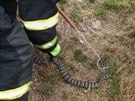Krajtu hasi�i odchytili a odvezli ji do jihlavsk� zoo.