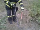 Krajta kobercov� se plazila po lese na Pelh�imovsku.