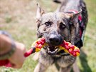Výcvik záchranáského psa v Dolní Vltavici