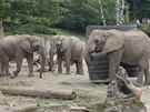 Ve zlnsk zoologick zahrad v souasnosti ij ti dospl samice slona...