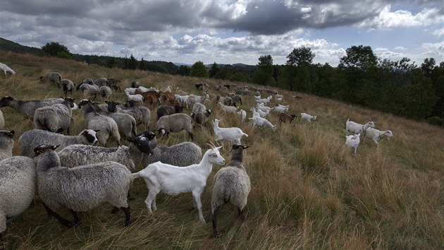 Tko pstupn horsk louky, kter se nrodnmu parku patn obhospodauj, spsaj dv stovky ovc a koz.