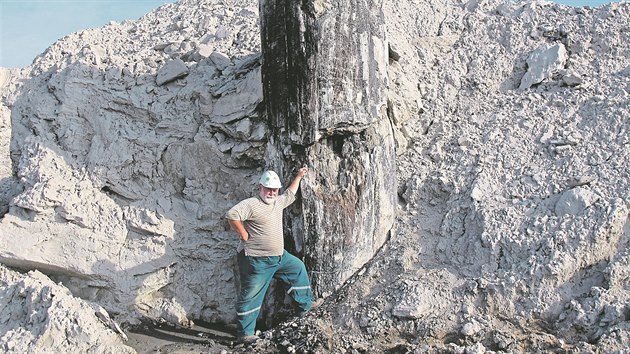 Geolog Zdenk Dvok v nadlo lomu Vrany u tetihornho zkamenlho stromu starho 20 milion let.