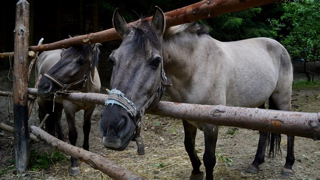 Koně z osady Křivolík.