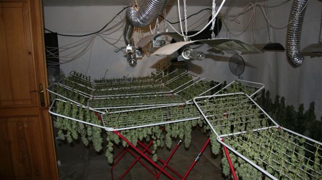 Msto prdla suil pstitel extra kvalitn marihuanu. Policie sklidila 220 rostlin.