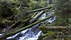 �umava - Bílá str�