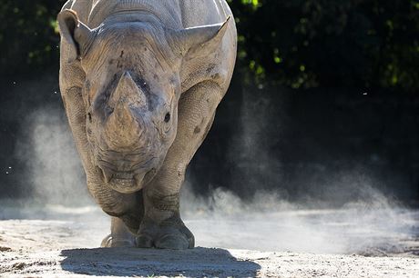 Nosoroec Elika v královédvorské zoo.