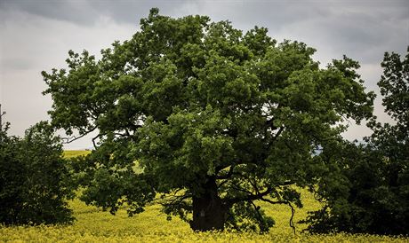 Dub letní z Bílé Lhoty na Olomoucku pezdívaný Blolhotský baobab se dostal do...