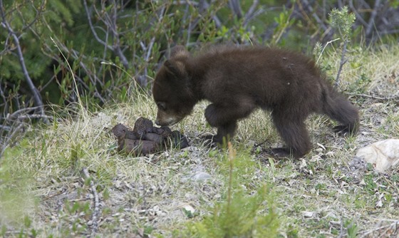 Norským vdcm se v roce 2010 podailo najít tíkilový medvdí exkrement.  Ilustraní snímek.