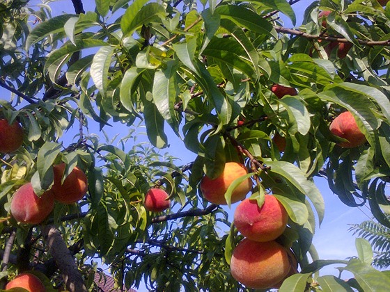 Na zahrádku se vela i broskvo a hezky ji zdobí.