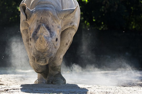 Nosoroec Elika v královédvorské zoo.