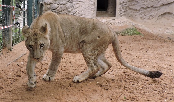 Do plzeské zoologické zahrady picestovaly z Hannoveru lvice Tamika a Neyla....