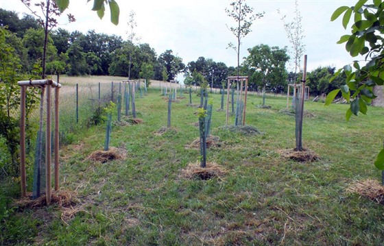 Na ploe pl hektaru bylo vysazeno 250 ke a 50 strom.