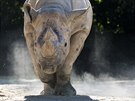 Nosoroec Elika v královédvorské zoo.