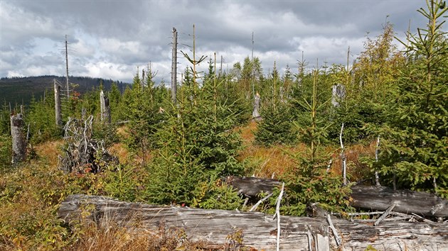 Vědci představili výzkum šumavských lesů.
