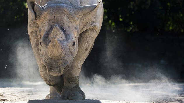 Nosoroec Elika v krlovdvorsk zoo.