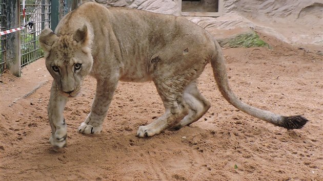 Do plzesk zoologick zahrady picestovaly z Hannoveru lvice Tamika a Neyla. (21. z 2015)