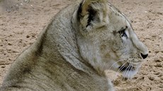 Do plzeské zoologické zahrady picestovaly z Hannoveru lvice Tamika a Neyla....
