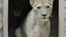 Do plzeské zoologické zahrady picestovaly z Hannoveru lvice Tamika a Neyla....