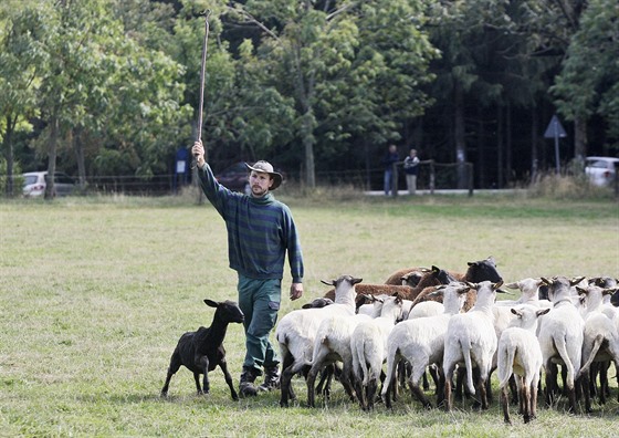Pastý Pavel David a jeho stádo ovcí.