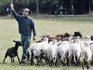 Pastý Pavel David a jeho stádo ovcí.