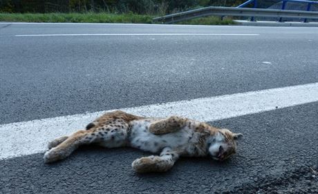 Mlád rysa srazilo auto mezi Lidekem a Lunou na Vsetínsku.