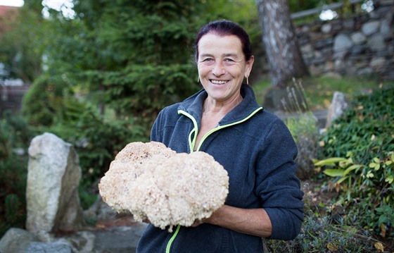 Zkušená houbařka Zdena Kroupová našla na Krumlovsku obrovský kotrč kadeřavý.
