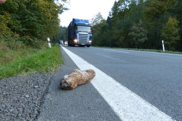 Ochránci p�írody navrhují na kritických úsecích cest sní�ení rychlosti.