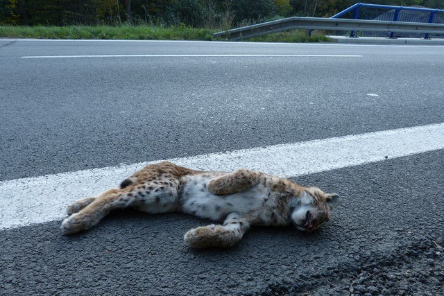 Mlád� rysa srazilo auto mezi Lide�kem a Lu�nou na Vsetínsku.