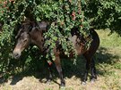 Stromové ovoce i ípky koním chutnají, take je spásají z vtví i sbírají na...