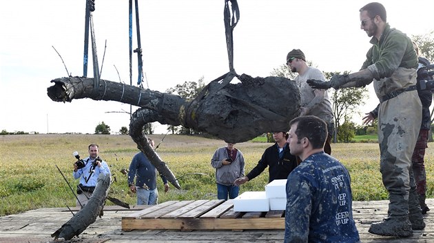 Farm v Michiganu vykopal na svm pozemku pozstatky mamuta. Na snmku je vidt mamut kel. (1. jna 2015)