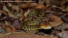 Protobothrops himalayanus. Nov objevený druh zmije.