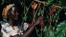 Klimatickou zm�nou a zvy�ujícími se teplotami je nejvíc ohro�ena odr�da arabica.