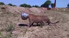 Leopard hledal vodu. Hlava mu uvázla v plechové bandasce.
