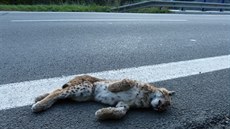 Mlád rysa srazilo auto mezi Lidekem a Lunou na Vsetínsku.