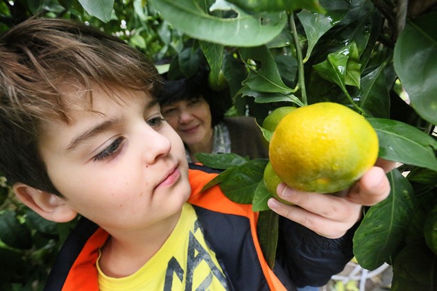 Mandarinky vypstované ve sklenících Domu dtí a mládee Sova v Chebu.