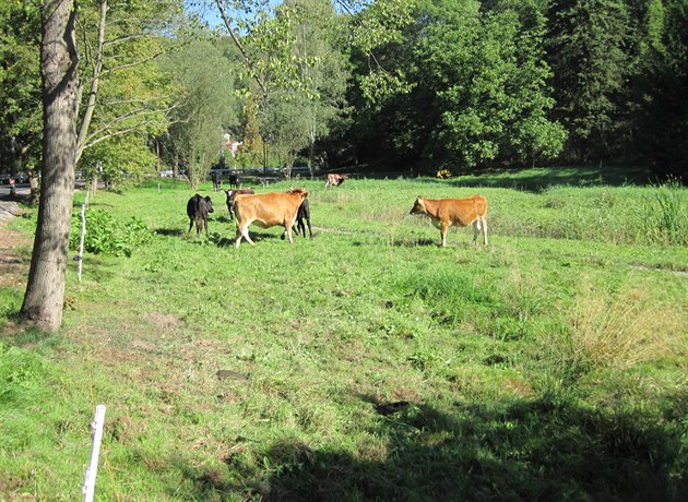 Krávy v áreckém údolí.