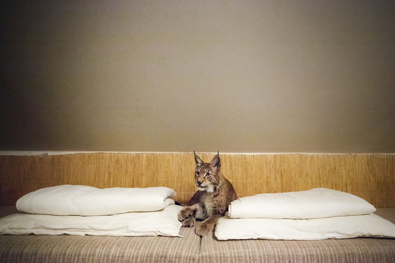 TEREZA ONDRU�KOVÁ, volná fotografka: Setkání s rysem. O ryse Blon�áka se...