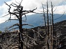 Etna. Mrtvý les v lávovém poli