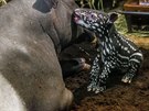 Mlád tapíra abrakového.