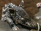 Mlád tapíra abrakového v Zoo Praha se má od prvního okamiku po porodu ile k...
